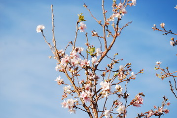 冬桜