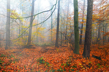 Naklejka premium Herbstwald im Nebel, waldbaden als Meditation in der Natur, Hintergrund