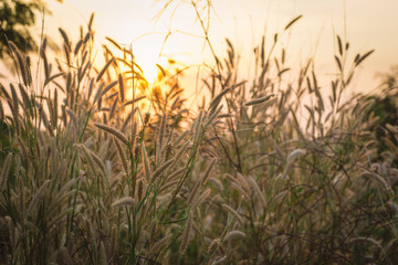 Wonderful landscape from the feather grass field in the evening sunset silhouette. serene feeling concept. countryside scenery atmosphere. image for background, wallpaper and copy space.