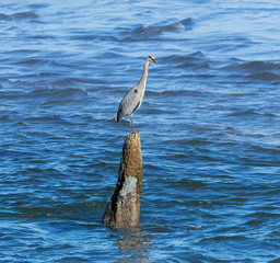 blue heron on ocean tree stump