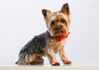 Yorkshire terrier con pajarita roja. Fotografía de estudio. Fondo blanco