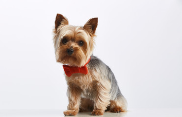 Yorkshire terrier (perro, mascota) con pajarita roja sentado. Fotografía de estudio. Fondo blanco