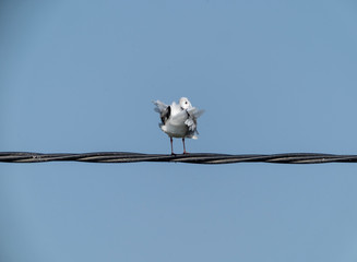 black-headed gull