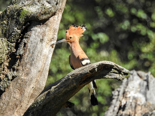 Eurasian hoopoe