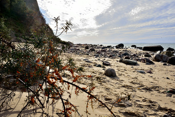 Sea buckthorn bush growing on the sand dunes of the Baltic beach. - obrazy, fototapety, plakaty