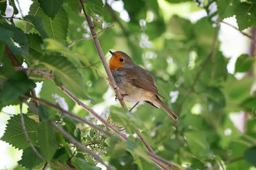 European robin