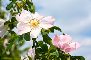 Blühende Heckenrosenn mit Fliege