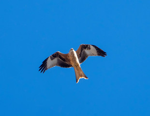 red kite