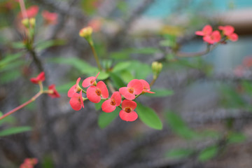 Little red flowers close up. Macro flowers photography.