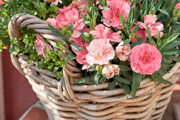 Pinkfarbene Nelken im Blumenkorb