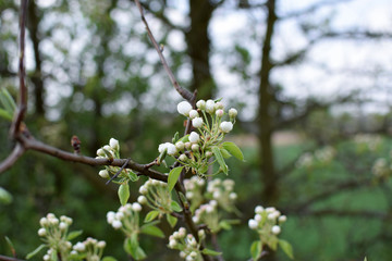 Blooming cherry buds in springtime. Wild cherry (Prunus avium). Spring.
