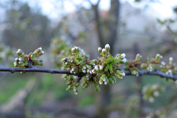 Blooming cherry buds in springtime. Wild cherry (Prunus avium). Spring.