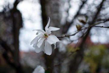 Magnolia flowers closeup. 