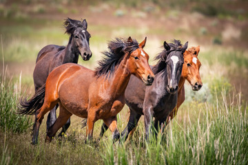 Fototapeta na wymiar Running Wild Horses 