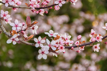 Fototapeta na wymiar Spring Cherry blossoms on a branch pink flowers, on green natural or sky background