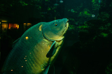 Naklejka premium Berlino