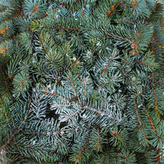 Naklejka na ściany i meble Layout made of Christmas tree branches. Mockup, flat lay. New Year winter season concept, background