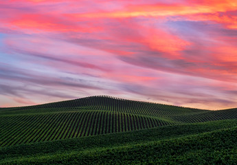 Sunset over a Sonoma County Vineyard