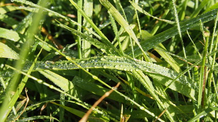 Green grass in sunny day after rain