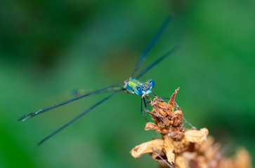 Lonely Damselfly