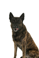 Portrait of a Dutch Shepherd dog, brindle coloring, isolated on white background