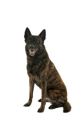 Portrait of a Dutch Shepherd dog, brindle coloring, isolated on a white background seen from the front sitting