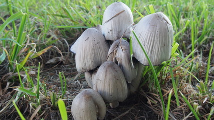 Edible mushrooms in the green grass