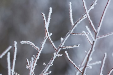 Icy Frosted Branches