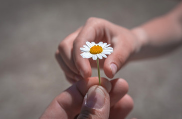  hand giving wild flower with love at sunset. beautiful background