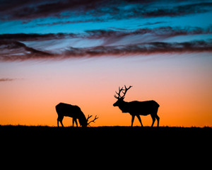 Fototapeta na wymiar Roaming Elk in Point Reyes at Sunset