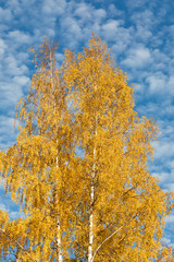 Fototapeta premium Żółta brzoza drzewo przeciwko chmury cirrocumulus w jesienny dzień