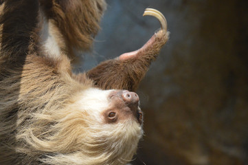 Sloth hanging from a branch © KK