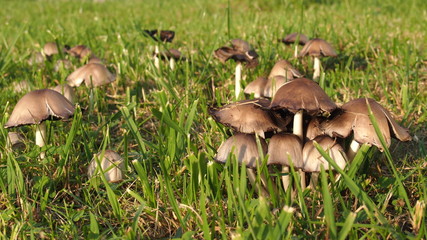 Edible mushrooms in the green grass