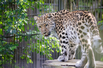 Leopard big cat close view outdoors