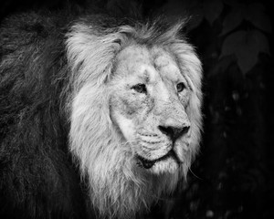 Male lion portrait black and white close-up