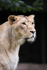 Obraz na płótnie Canvas Female lion resting on grass