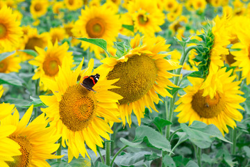 Fototapeta premium Colorful red black butterfly flying on yellow sunflowers on field