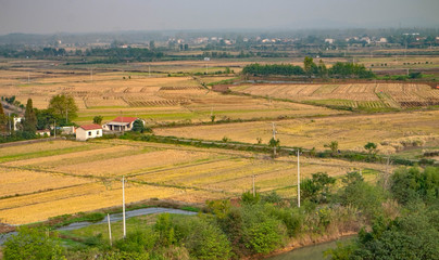 Fototapeta na wymiar The beautiful rice field view from the top.