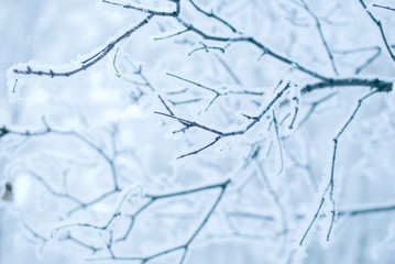 branches of trees in the snow, winter forest
