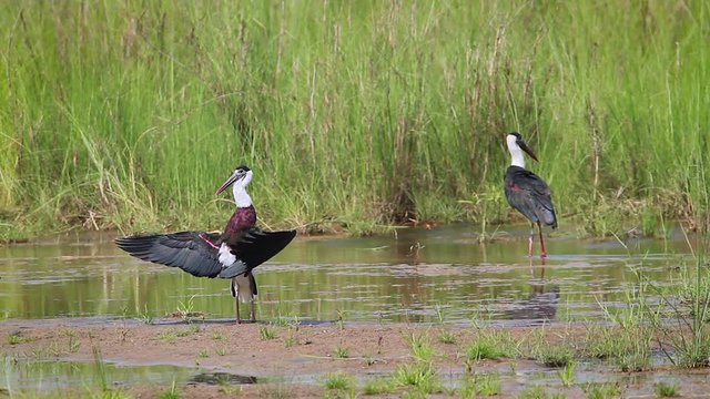 Two Woolly necked stork spread wings in Bardia national park, Nepal - specie Ciconia episcopus family of Ciconiidae