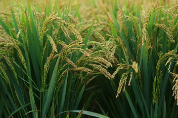 Fototapeta premium The autumn rice fields