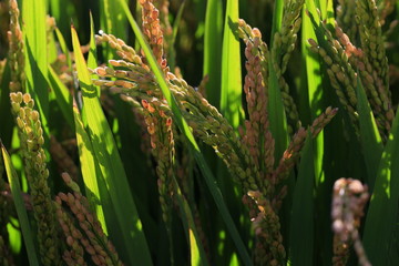 The autumn rice fields
