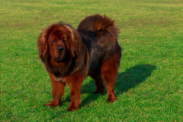 Dog breed Tibetan mastiff