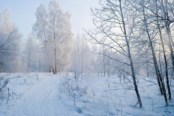 Fototapeta na wymiar snowy evening winter forest