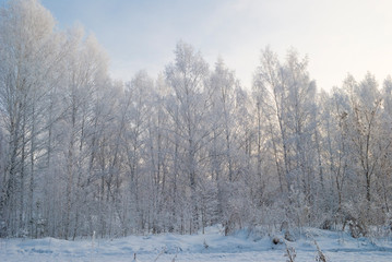 snowy evening winter forest