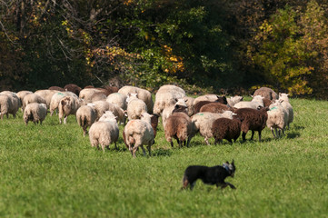 Stock Dog Runs Around Large Herd of Sheep (Ovis aries)