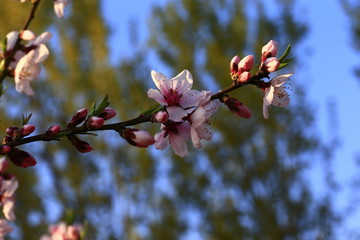 Peach blossom