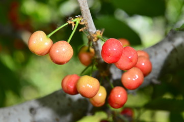 The ripe cherries are on the tree