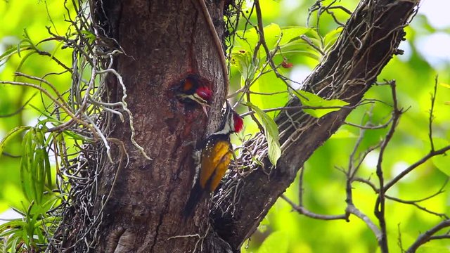 Black-rumped flameback nesting and feeding chicks in Bardia national park, Nepal  - specie Dinopium benghalense family of Picidae