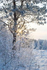 snowy evening winter forest